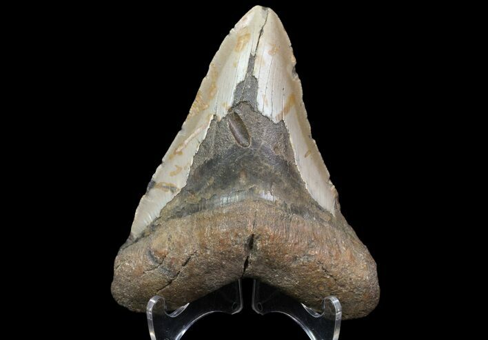 Bargain, Megalodon Tooth - North Carolina #83950